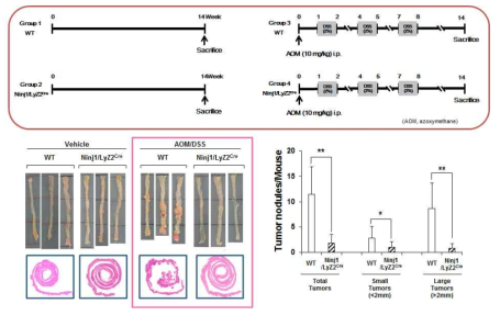 Ninjurin1 과발현 마우스에서 AOM/DSS에 의한 대장암 발생 확인