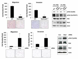 Ninjurin1 발현에 따른 macrophage의 migration/invasion 비교