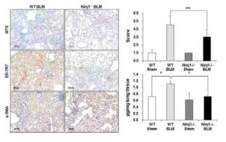 Wild type 마우스와 Ninjurin1 kncockout 마우스에서 폐섬유화 유도 및 분석