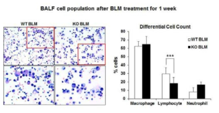 WT 마우스와 Ninj1-/- 마우스에서 폐섬유화 유도에 따른 면역세포 분포 변화