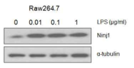 Macrophage에 lipopolysaccharide (LPS) 처리에 따른 Ninj1의 발현 변화