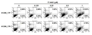 17-AAG 내성 폐암세포주 및 원세포주의 세포사멸 변화