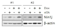 Inducible Ninjurin1 마우스의 Lung fibroblast에서 Ninjurin1 발현