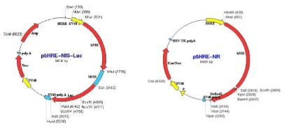 핵의학 (NIS)/광학(Luciverase or DsRed) 영상용 리포터를 이용한 vector 구축