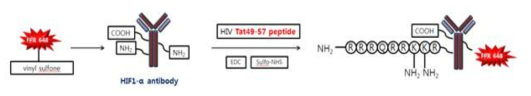 HIF-1a/Tat/FPR-468 probe 제작 모식도