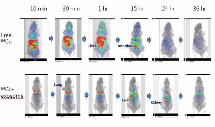 64Cu-NOTA-엑소좀의 생체 내 분포