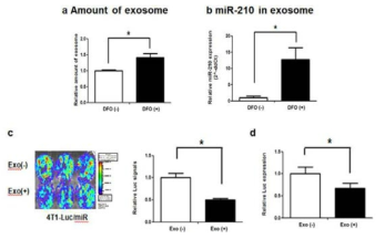 저산소상태의 엑소좀 전달에 의한 4T1 세포의 miR-210 리포터 발현 변화 영상