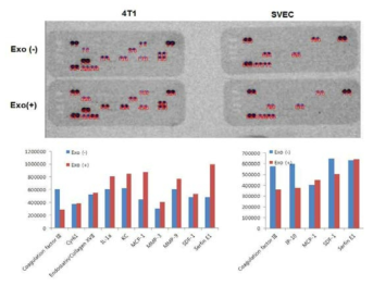 엑소좀에 의한 4T1 세포와 SVEC세포의 angiogenesis assay