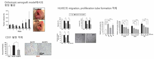 IGFBP-3의 angiogenesis 억제를 통한 항암 활성