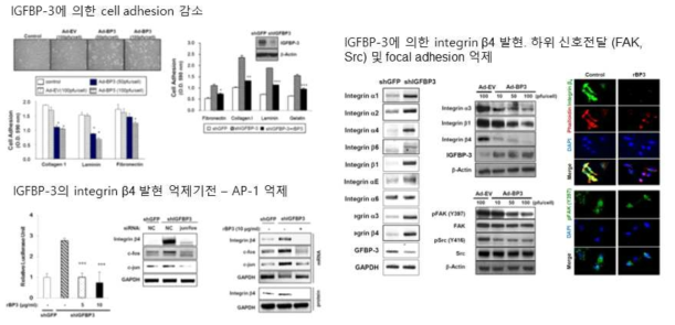 IGFBP-3의 cell adhesion 억제 활성 및 작용기전