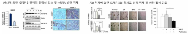 Akt에 의한 IGFBP-3 조절