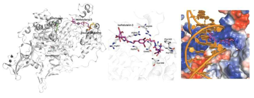Docking simulation을 통한 DNMT1과 isofistularin-3의 작용기전 제시