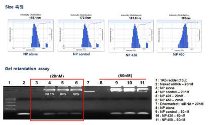 2-in-1 siRNA 핵산 치료제의 size 측정 및 봉입율 측정