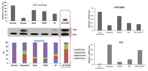 2-in-1 siRNA 핵산 치료제의 in vitro assay 수행