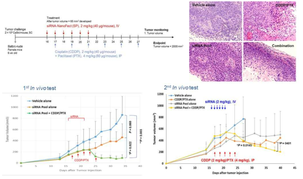 In vivo Efficacy of Anti E6/E7 (2-in-1) siRNA Pool as Chemosensitizer