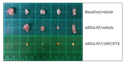 Specimens of tumor tissue from the mice