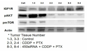 siRNA Pool과 항암제 치료 후 in vivo tumor 조직에서의 내성관련 유전자 분석