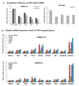 siRNA처리시, 두경부암 세포주에서의 세포내 mRNA levels 변화