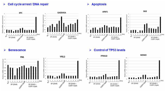 Cell cycle arrest, TP53, Apoptosis and Senescence 관련 유전자들의 dynamic패턴 분석