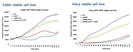 GFP-TP53 stable cell line 구축 및 TP53-GFP reporter assay 수행