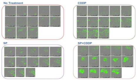 단독/병용치료 후 Stable 세포주에서 Single cell trajectory analysis