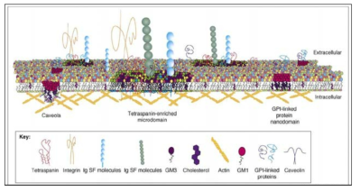 세포막에 다양한 세포막단백질 혹은 수용체들이 그룹지어 세포막에 존재하며, 세포내로 신호전달을 특이적으로 보낼 수 있음. 특히, lipid raft, caveolae, 혹은 TERM은 특이적인 단백질들이 서로 단백질-단백질 결합을 통하여, 특이적 신호전달을 세포 내로 temporal하게 그리고 regional하게 활성화되도록 할 수 있음