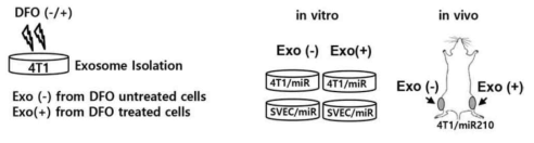 miR-210을 표적화 엑소좀을 이용한 저산소 영상화 실험 모식도