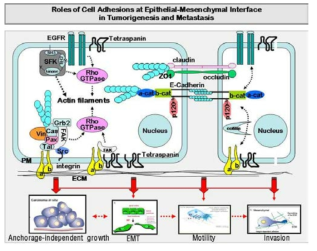 Tetraspanin 및 integrin을 포함하는 세포막에 존재하는 다양한 막수용체의 상호작용을 통하여 세포내 신호전달 활성화 및 actin 골격 재구성 등을 통하여 세포외부 자극에 대하여 역동적으로 세포의 기능 조절이 일어남. 암세포의 다양한 세포외부 환경과의 communication에서 막수용체는 중요한 역할을 수행함