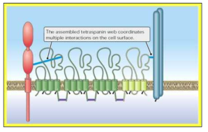 Proteomics analysis를 통한 TM4SF5와 결합하는 막단백질 혹은 막수용체들을 검정