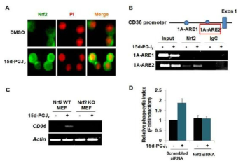 15d-PGJ2에 의해 활성화된 Nrf2의 CD36 발현 조절