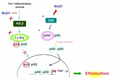 RvD1에 의한 efferocytosis 조절 메커니즘