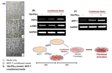 15d-PGJ2를 처리한 MCF-7세포의 배양배지에 의한 정상유방 섬유아세포의 활성화