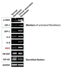 정상섬유아세포와 암주변 섬유아세포사이의 유전자 발현 비교