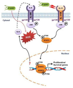 위암세포주에서 H. pylori에 의한 STAT3의 활성화 메커니즘