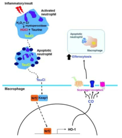 TauCl에 의한 efferocytosis 조절 메커니즘