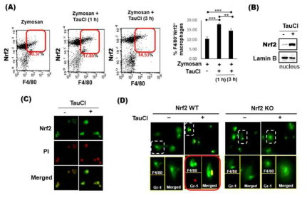 TauCl에 의한 염증해소에 있어서 Nrf2의 중요성