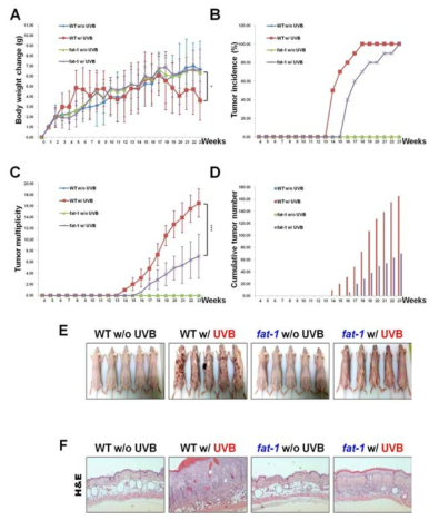 Wild-type 마우스와 형질전환 fat-1 마우스의 자외선에 의한 피부암 발생 비교