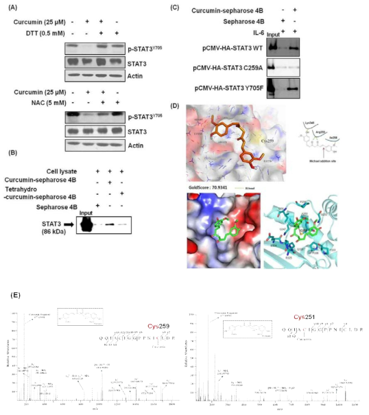 Curcumin과 STAT3의 cysteine잔기와의 결합 가능성