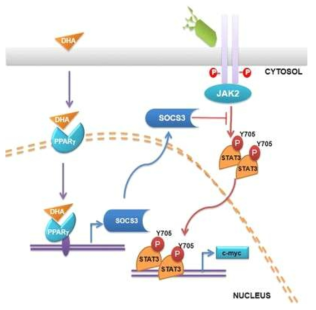 H. pylori 접종에 의해 활성화된 AGS세포에서 Docosahexaenoic acid(DHA)의 효과