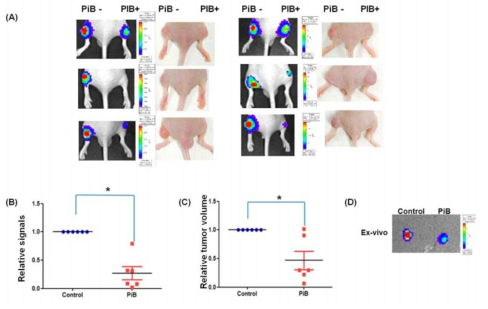 In vivo 실험에서 HIF-1 전사활성을 저해하는 이성화효소 PIN1의 저해제, PiB의 효과