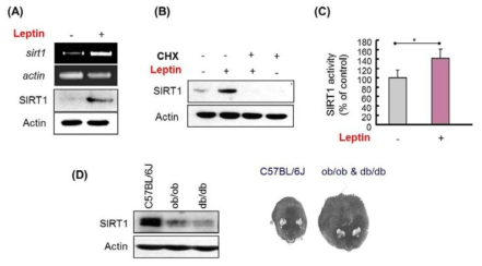 Leptin에 의한 SIRT1의 발현 및 활성 유도