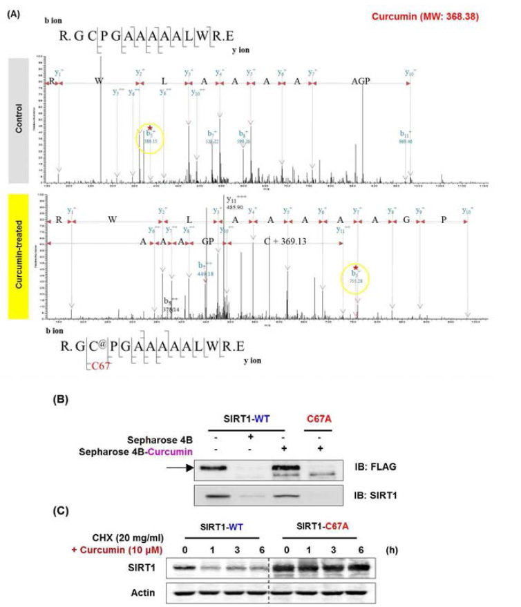 Curcumin과 SIRT1이 cystenine 67번 잔기와의 결합 가능성