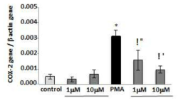 Cinnamic acid의 COX-2 mRNA stability 저해효과