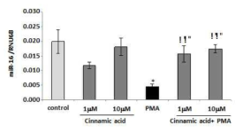 miR-16의 downregulation 저해를 통한 Cinnamic acid의 COX-2 억제효과