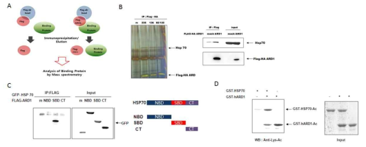 ARD1의 신규 타겟 단백질 발굴과 상호작용영역 규명