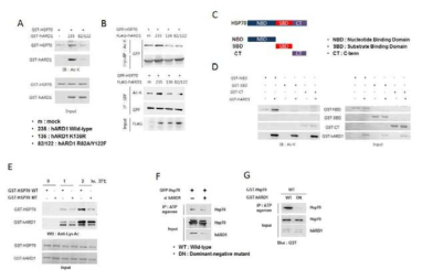 ARD1이 신규타겟단백질 HSP70의 아세틸화 부위 동정과 상호작용 효과 규명