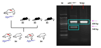 APCMin/+ 마우스와 C57BL/6 마우스를 교배 후 유전형 분석