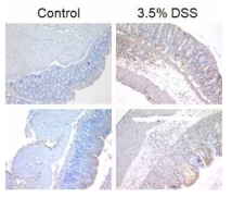 Control과 3.5% DSS 처리 마우스의 대장에서 Ninjurin1 단백질 발현 조직학적 분석