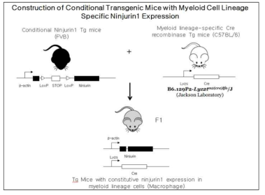 Macrophage 특이적으로 Ninjurin1 단백질을 발현하는 마우스 제작