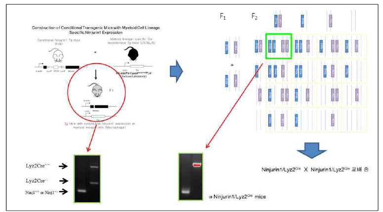 Macrophage 특이적으로 Ninjurin1 단백질을 발현하는 마우스 제작 및 생산